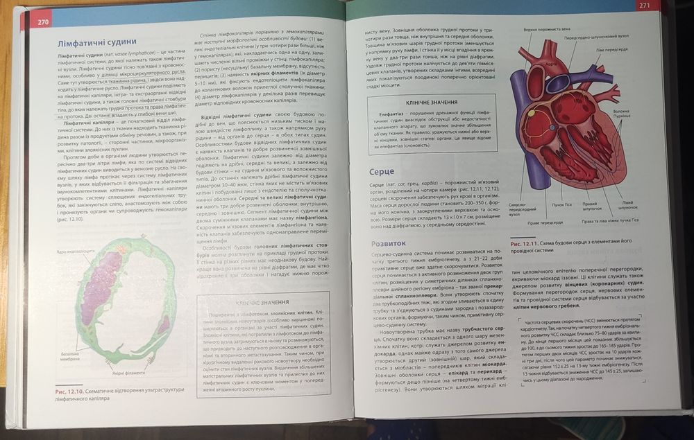 Гістологія Луцик