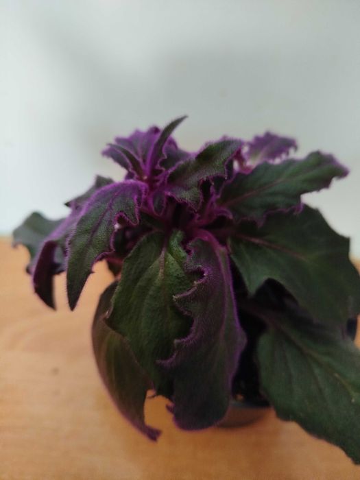 гинура или синяя птица .