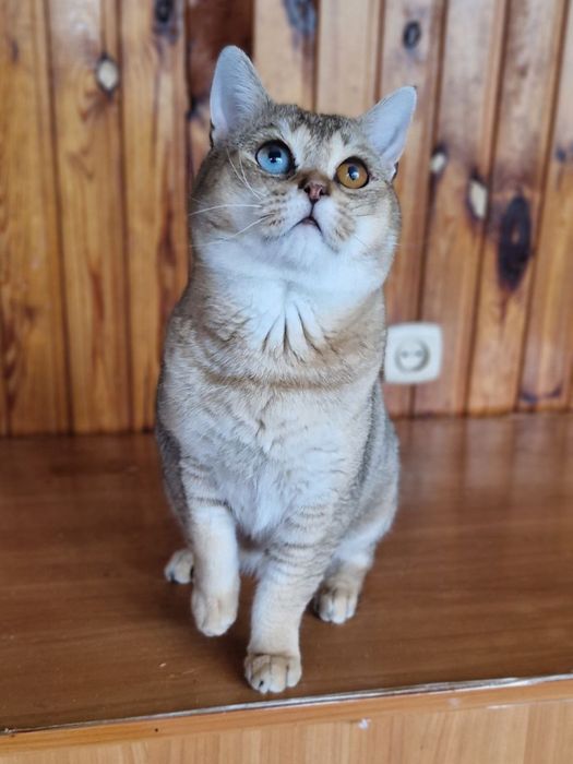 Алтайский кот в ответсвенные руки