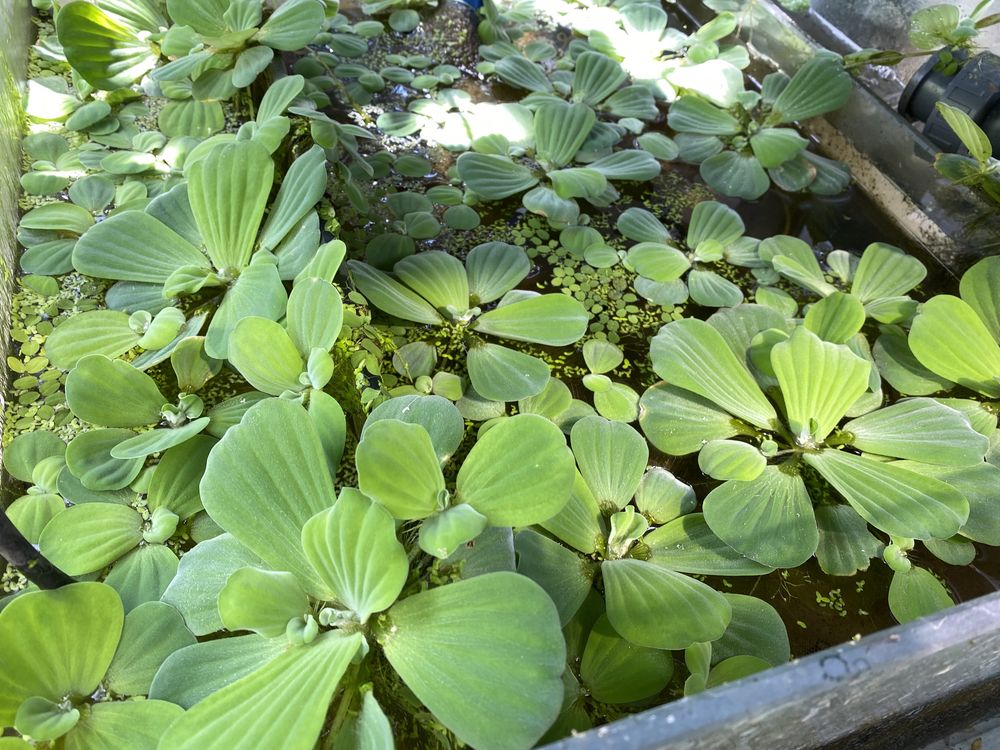 Pistia  - Roślina pływająca (tarlisko) duże ilości