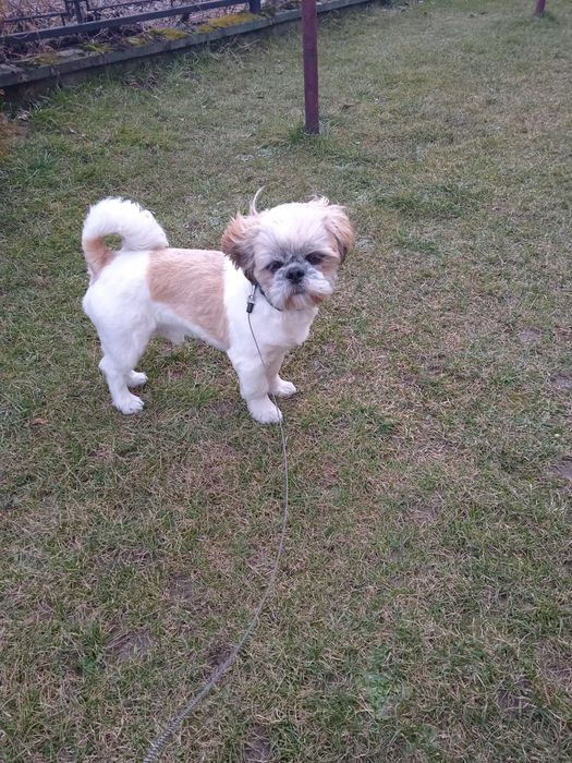 Oddam za darmo shih tzu psa w dobre rece