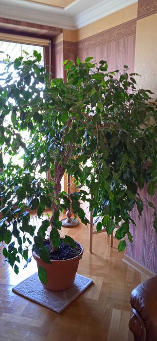 Ficus Benjamina pleciony