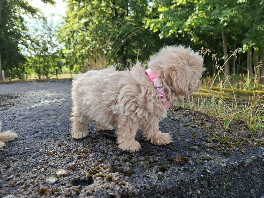 maltipoo szczeniak