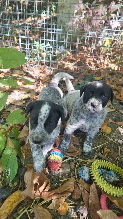Cachorros para adoção