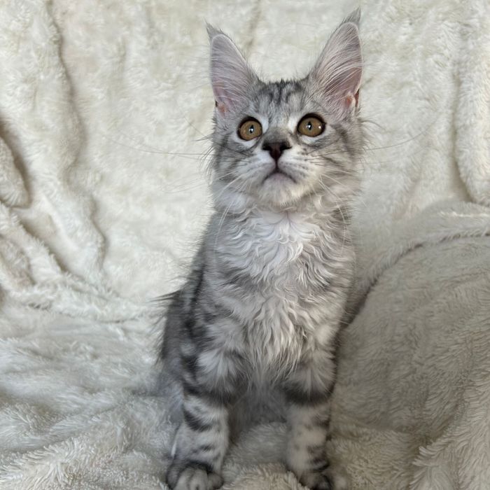 Alice , kotka Maine Coon linia Shaded