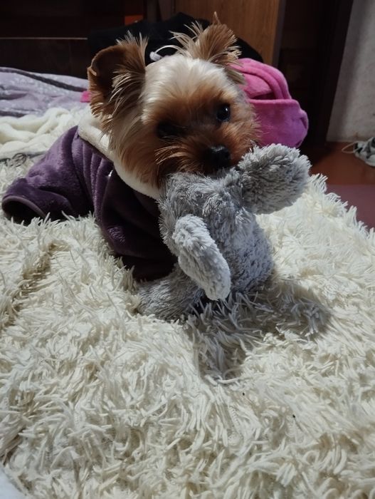 Вязка собак. Ищем невесту