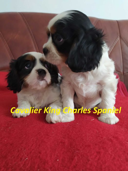 Cavalier King Charles Spaniel - Sochaczew