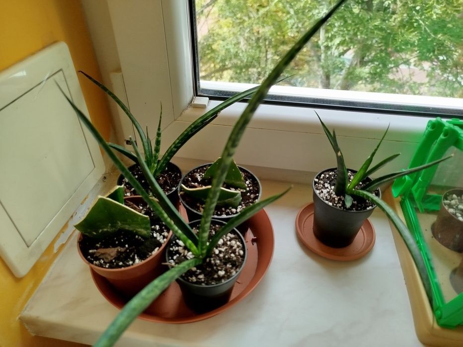 Kwiatki monstera sanservieria philodendron