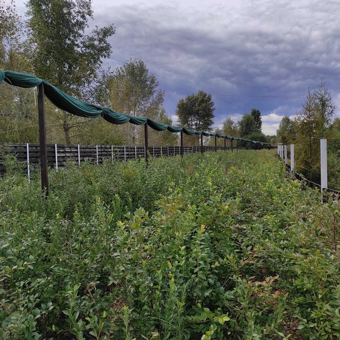 Продажа будинку на ділянці 1,5 га в Новосілках, озеро, Вишгородский