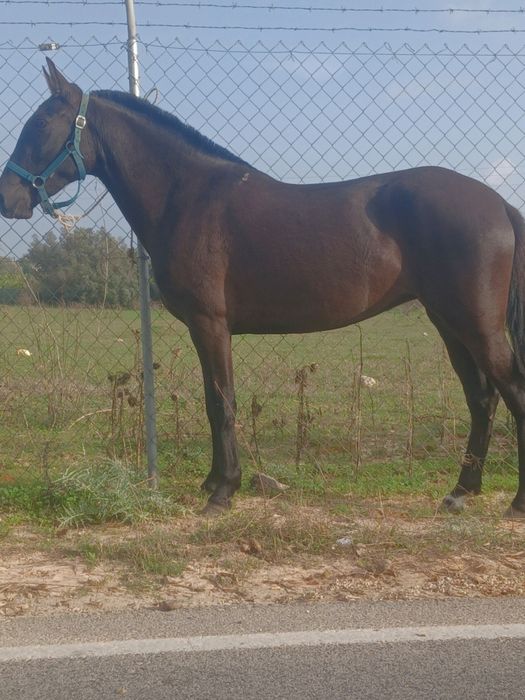 Poldra muito mansinha