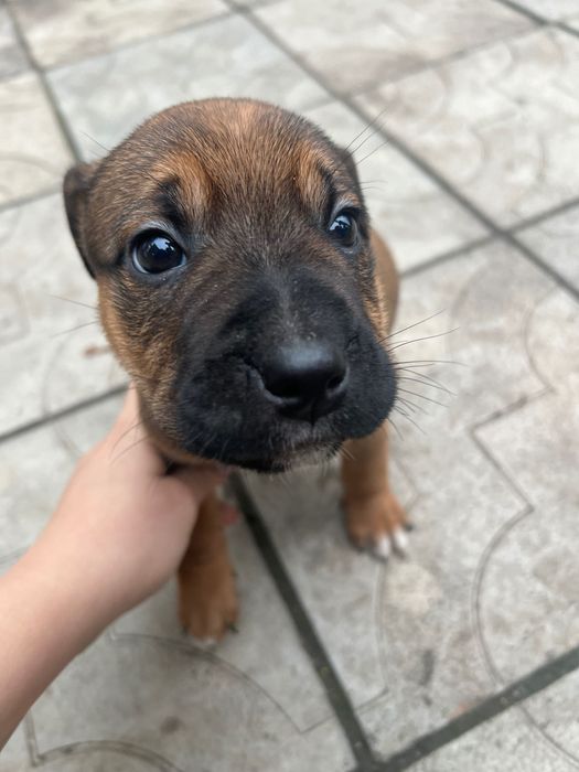 Отдам щенят в добрые руки