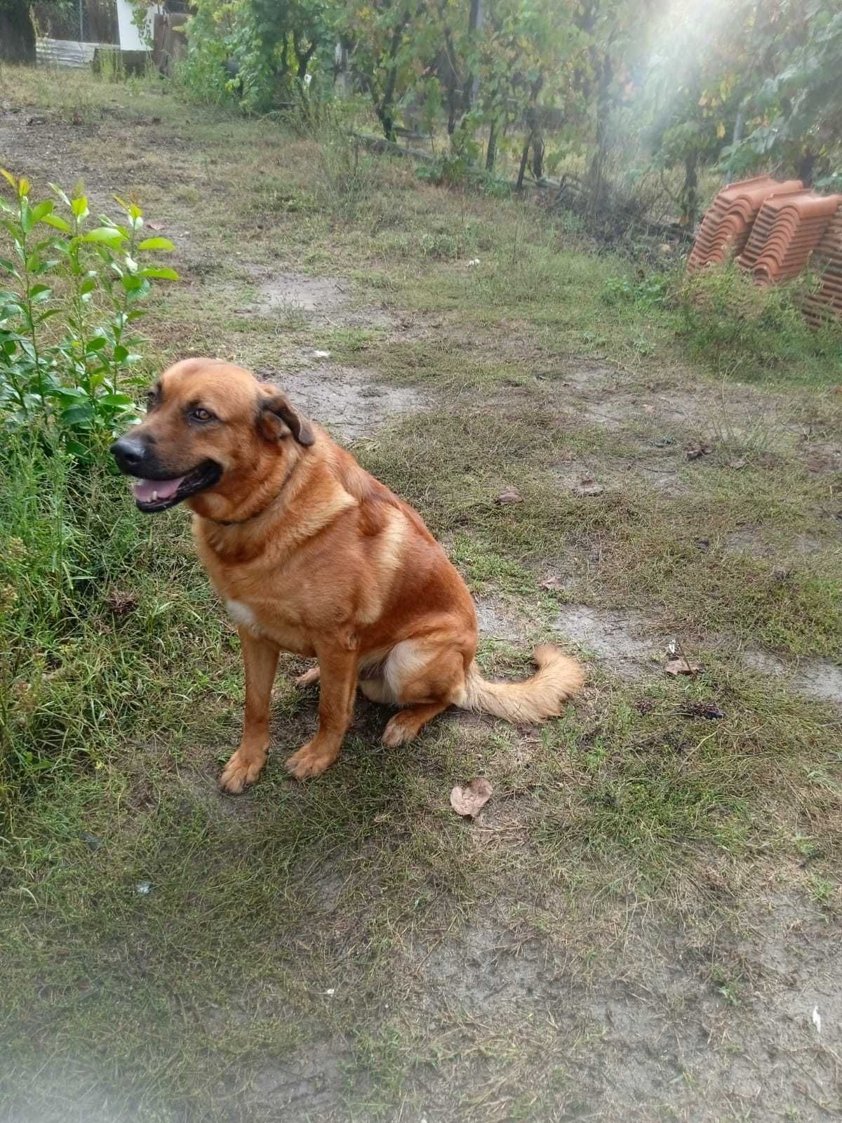 Cão para adoção responsável com documentos