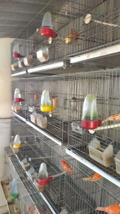 Animais domésticos