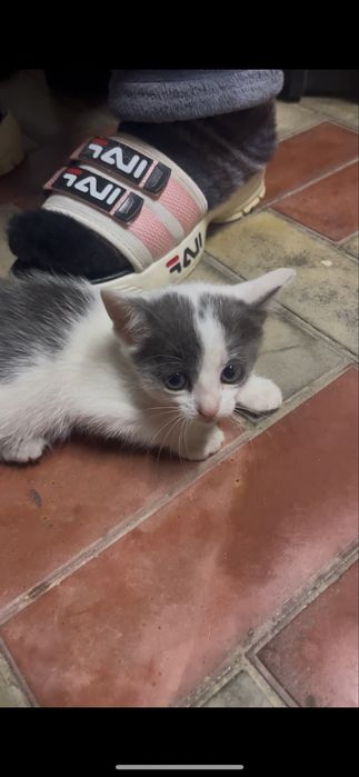 Віддам маленьких котяток