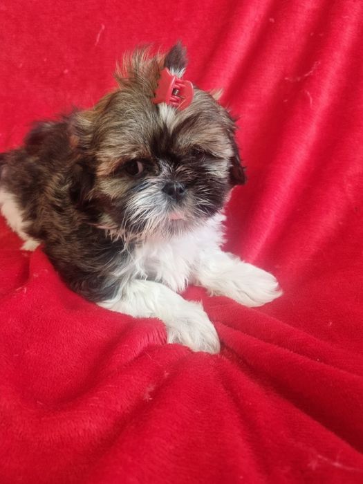 Shih-tzu śliczna mała sunia