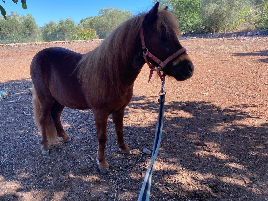 Vendo Ponei shetland