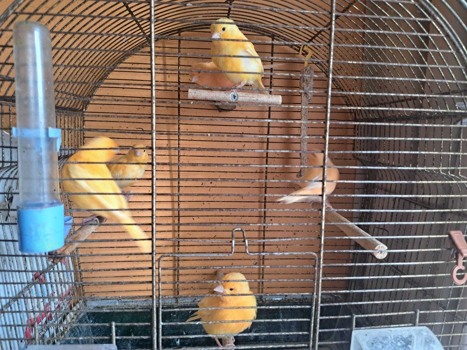 Kanarki samce i samice