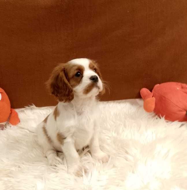 Cavalier King Charles Spaniel chłopiec