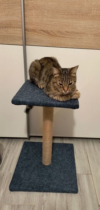 Elegancki drapak dla kota ręcznie wykonany zabawka dla zwierząt