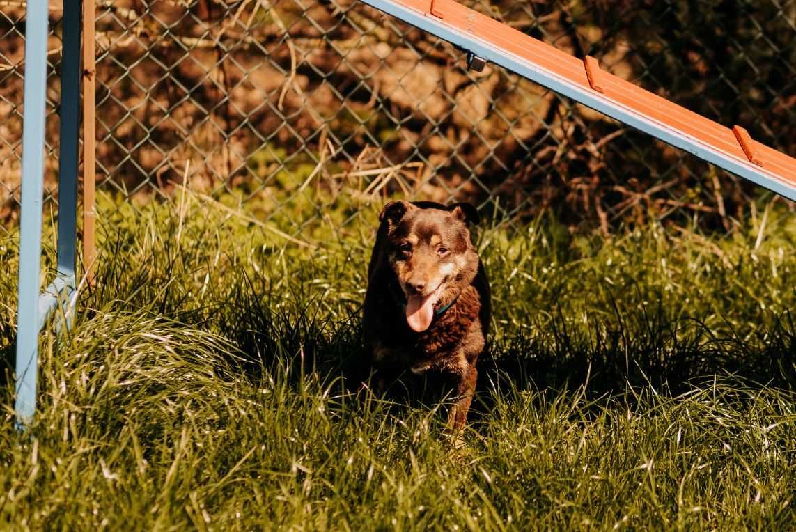 Delikatna, grzeczna sunia poleca się do adopcji!!!