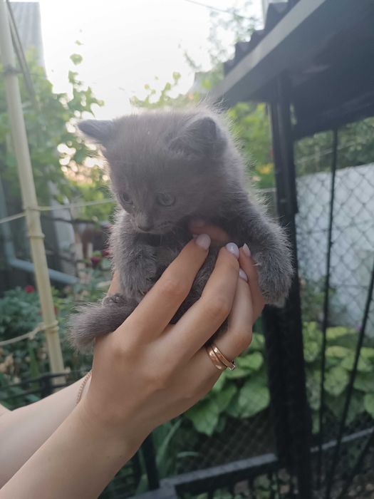Отдам милых и игривых котят