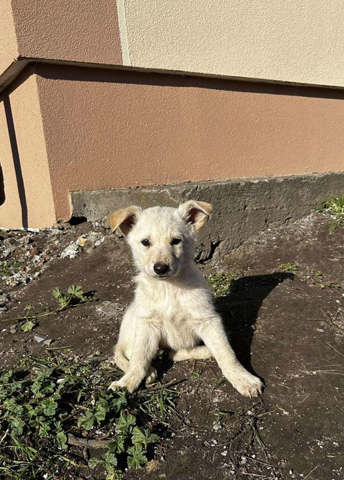 Цуценята в добрі руки метис вівчарки