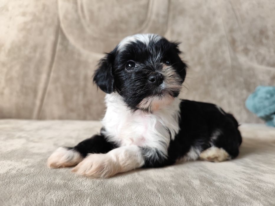 Dostępny piesek - samiec Terier Tybetański