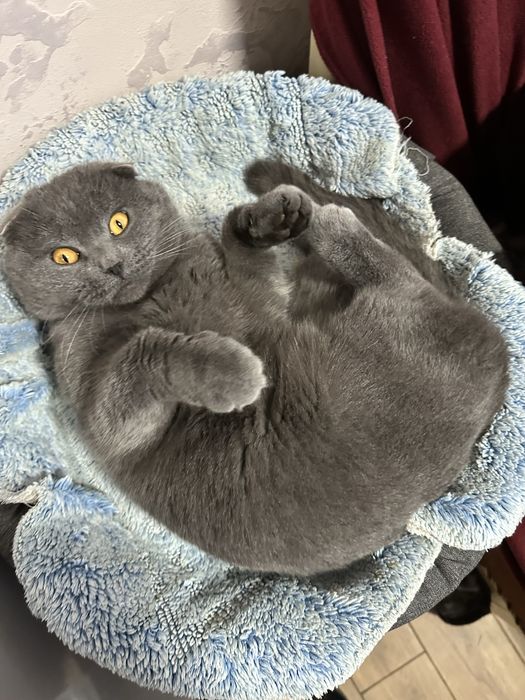 Котики від британця