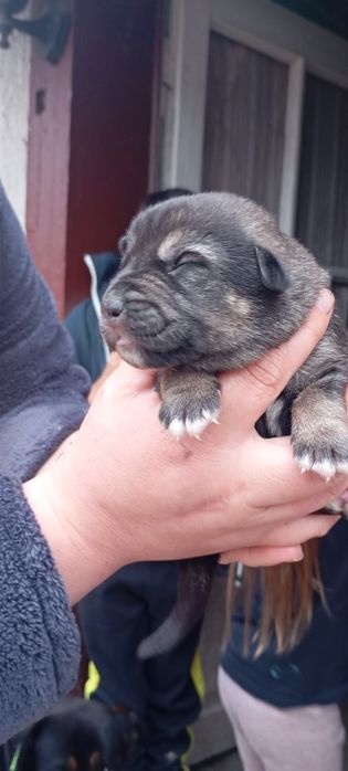Віддам собачок у добрі руки всі хлопчики
