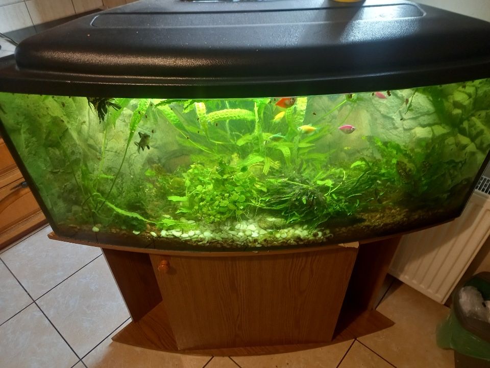 Akwarium dla rybek 300l