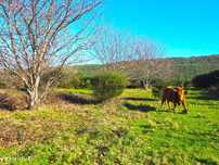 Terreno de 36 hectares