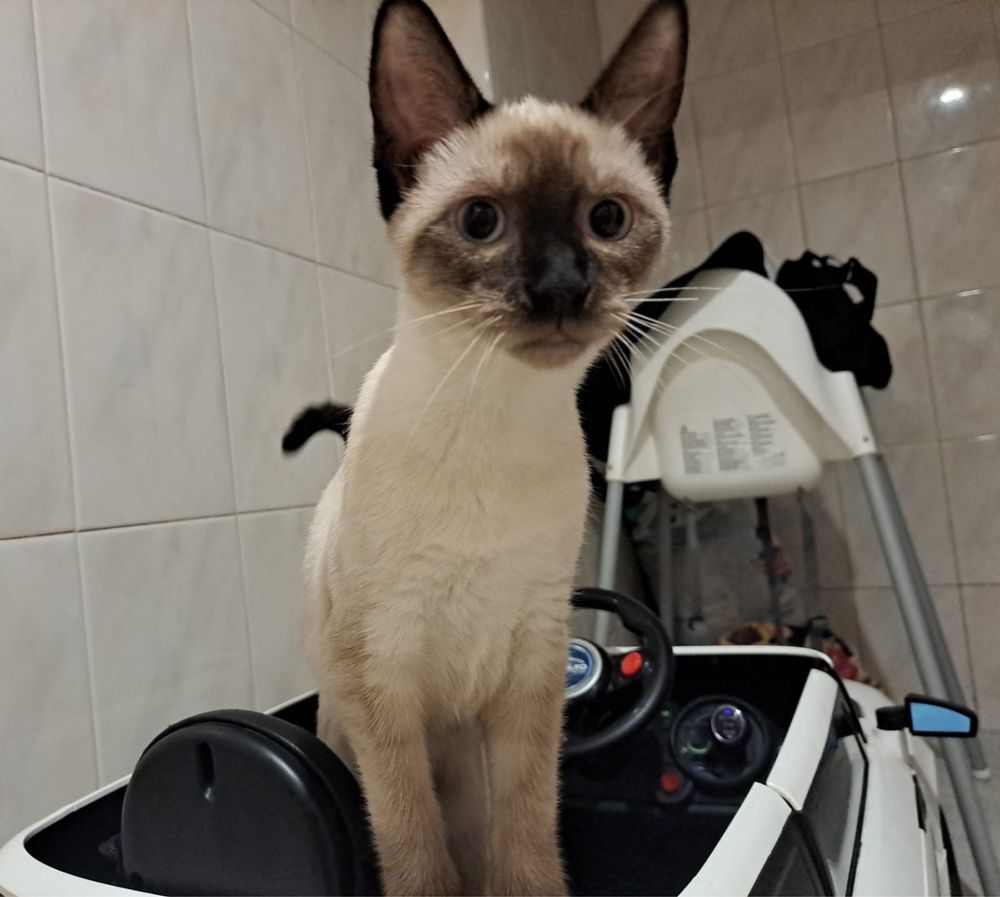 dou gatos