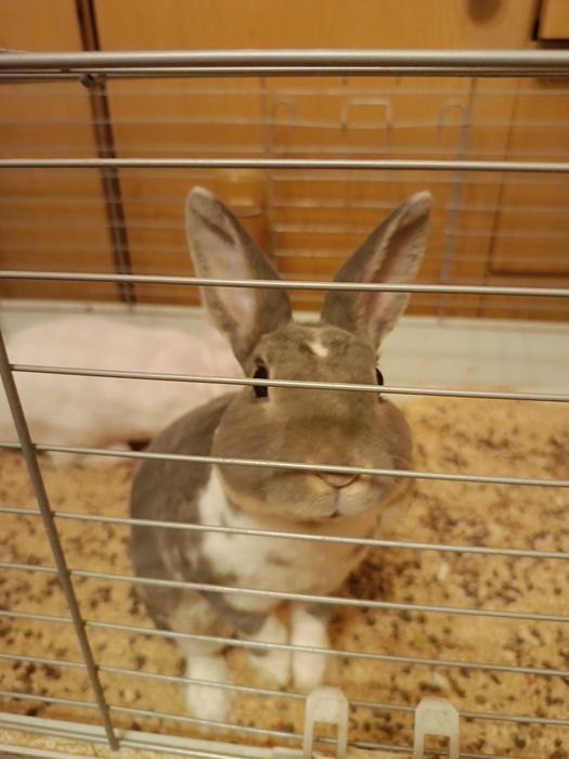 Sprzedam Króliki miniaturki