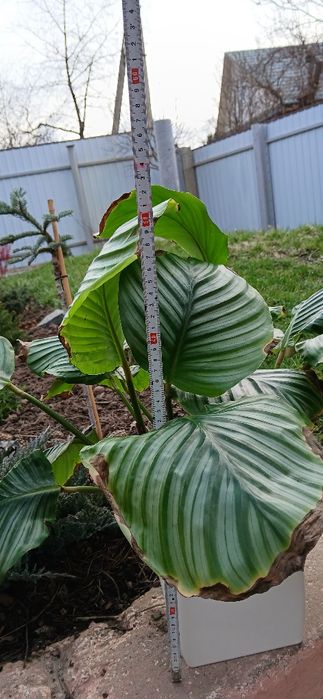 Калатея Орбіфолія