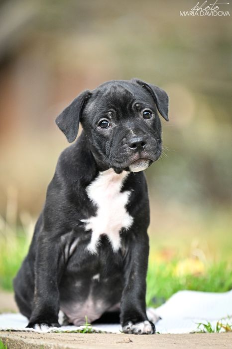 Чудо малюк стаффбуль