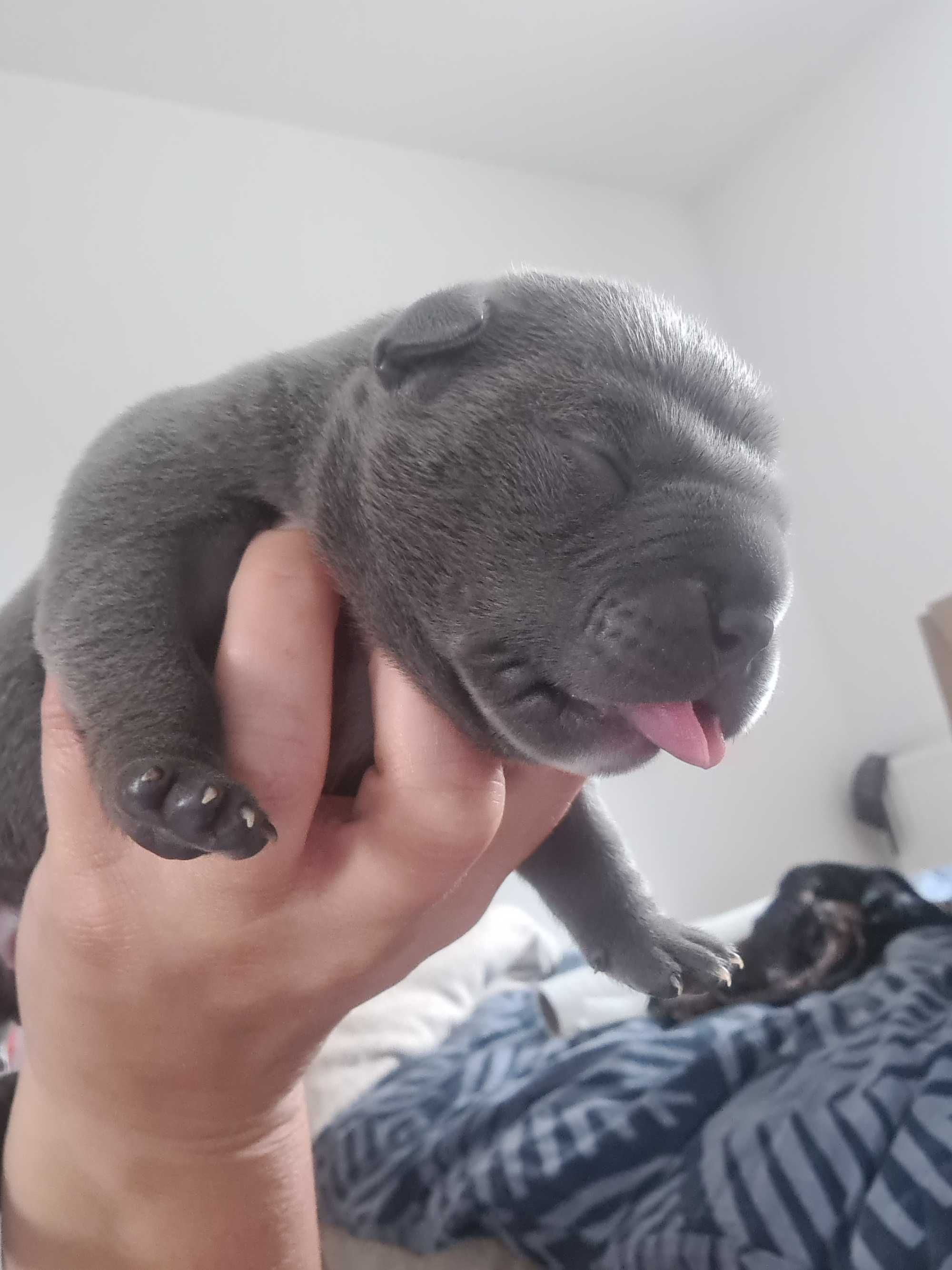 American Bully Pocket Abkc - Petarda