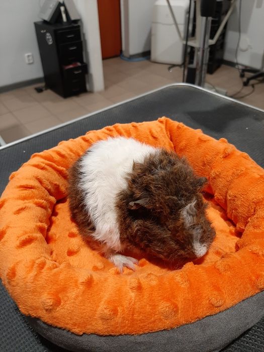 Kawia Domowa, świnka Morska. Sklep ZOOlogiczny PLUTO Radom
