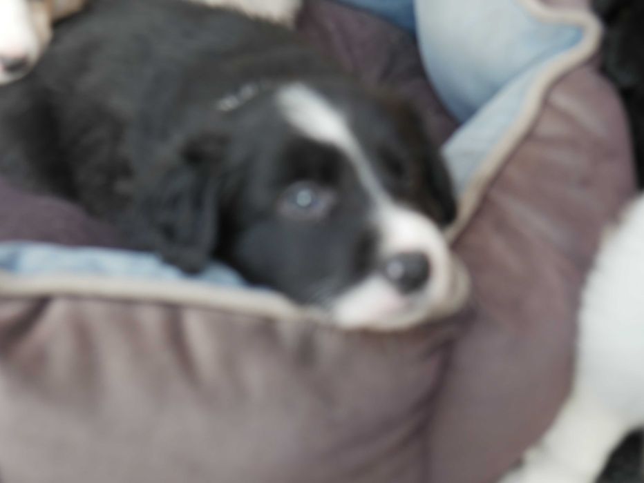 Border Collie - Piesek