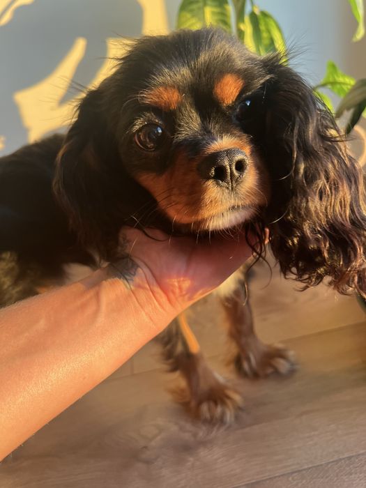 Cavalier King Charles Spaniel black&tan piesek