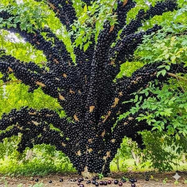 Jabuticaba Sabará – Muda de 2 anos, saudável e pronta para plantar