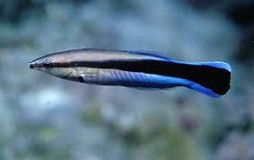 Akwarium morskie - Labroides dimidiatus