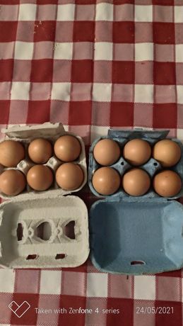 Ovos caseiros,galinhas criadas no Campo