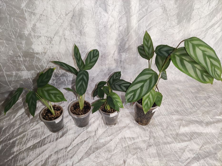 Ктенанта 25-50грн