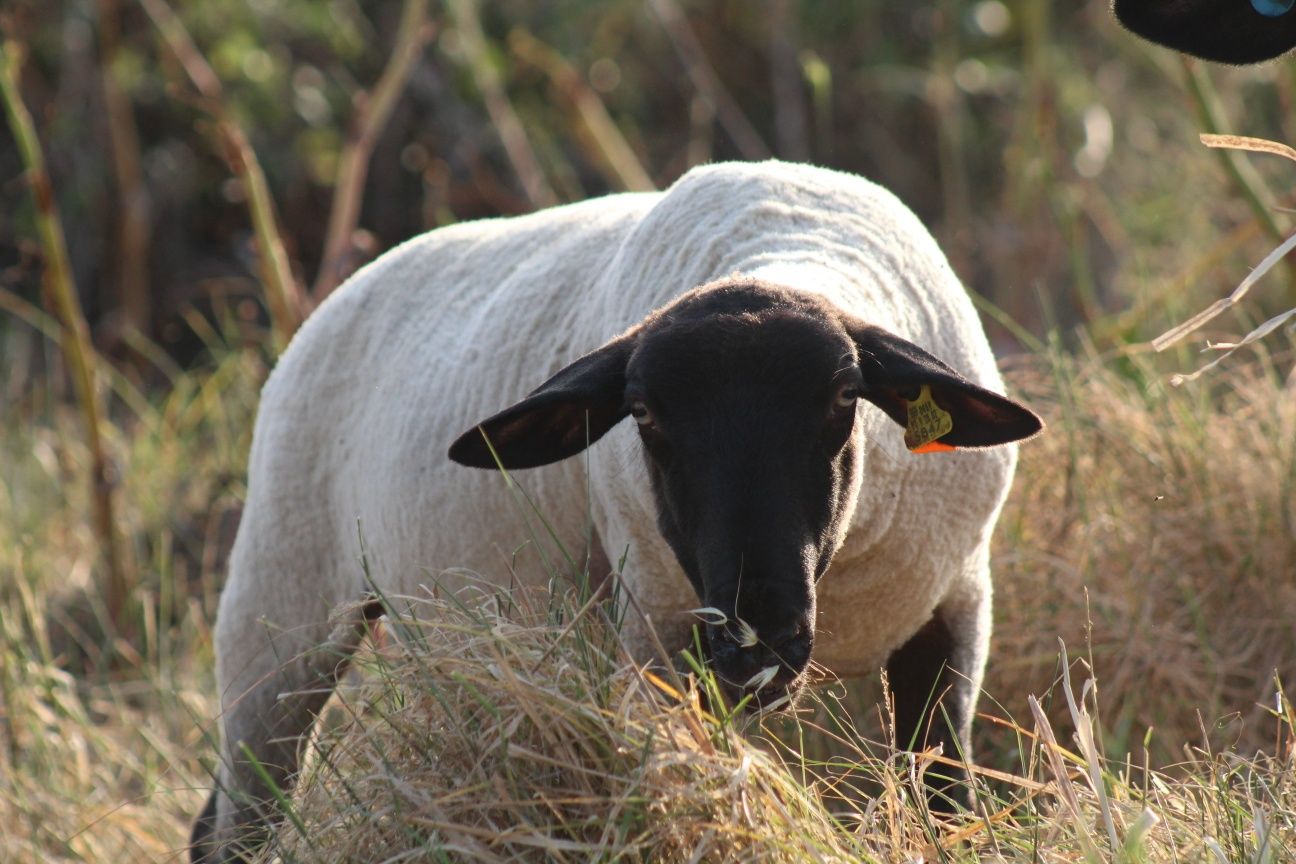 Malata e malato suffolk