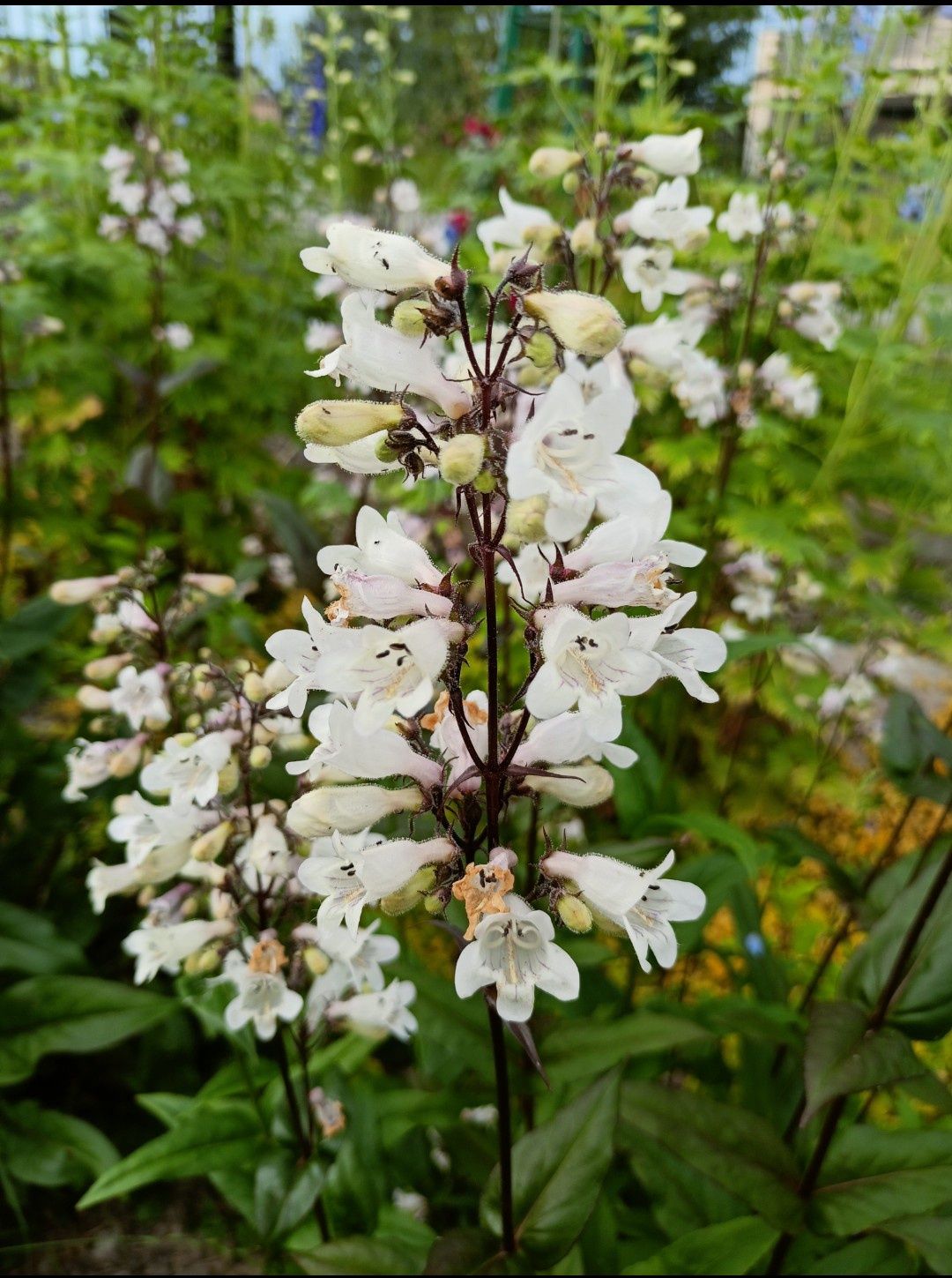 Penstemon palczasty i jeżówka