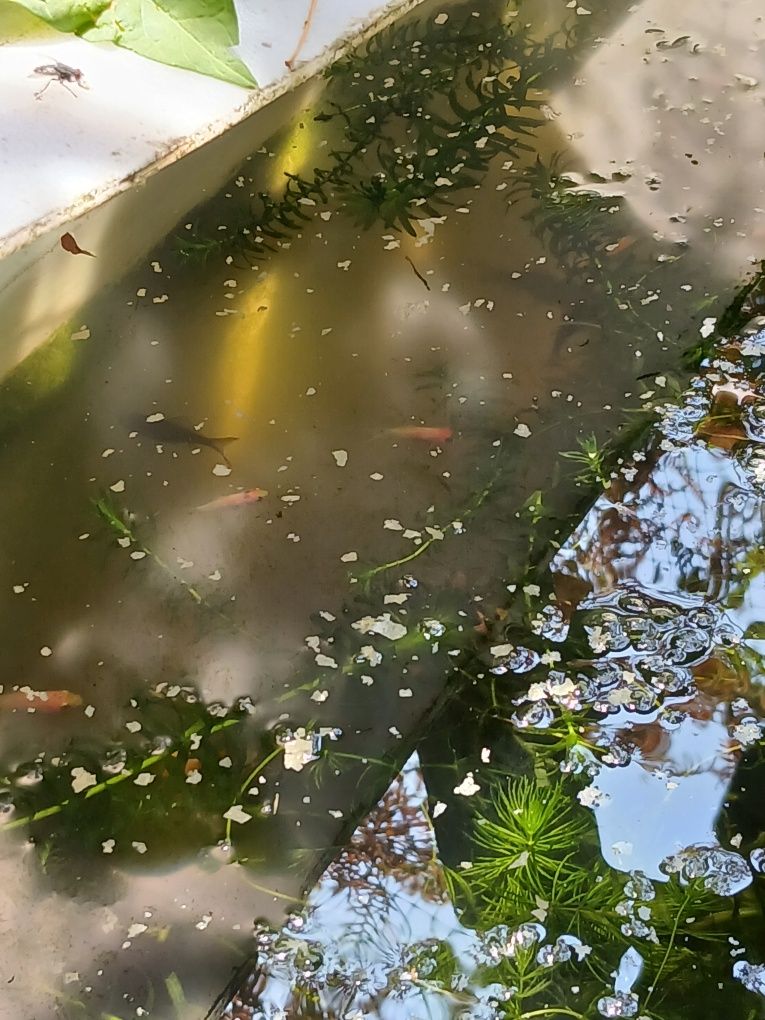 Peixes de água fria para aquários ou lago