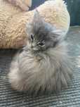 MAINE COON OKAZJA! Wyjątkowa kotka Frida rodowód FPL,zdrowa,towarzyska