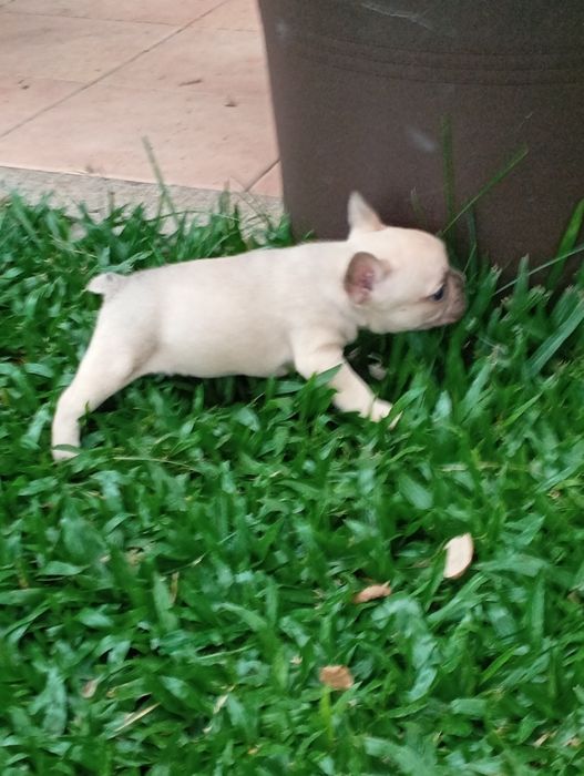 Bulldog Francês fêmea disponível