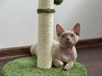 Reproduktor devon rex liliowy
