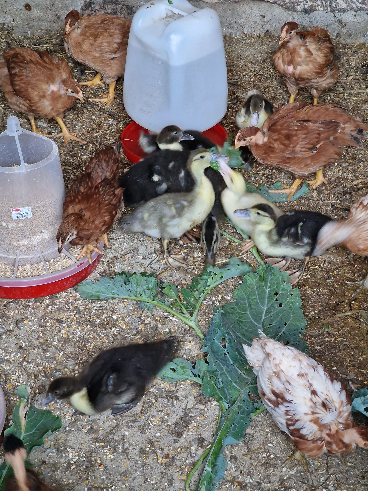 Pintos e patos mudos